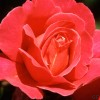 Red Rose Hi ..